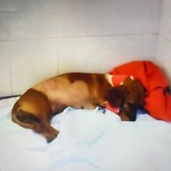 Подробнее об объявлении «Москва Пропала собака в районе раменки» Фото: пропала собака Такса «Москва Пропала собака в районе раменки» в г. Москва