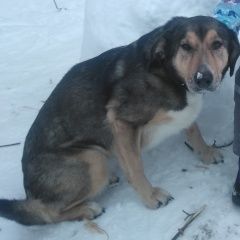 Подробнее об объявлении «Тюмень Пропала собака» Фото: пропала собака  «Тюмень Пропала собака» в г. Тюмень