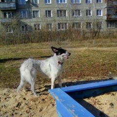 Подробнее об объявлении «Пропала собака Дзержинск» Фото: пропала собака  «Пропала собака Дзержинск» в г. Дзержинск