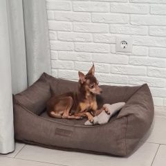 Подробнее об объявлении «Бобров Пропала собака кобель» Фото: пропала собака Русский той-терьер «Бобров Пропала собака кобель» в г. Бобров