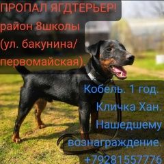 Подробнее об объявлении «Новочеркасск Пропала собака кобель» Фото: пропала собака Ягд-терьер «Новочеркасск Пропала собака кобель» в г. Новочеркасск