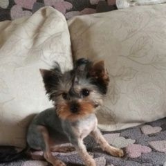 Подробнее об объявлении «Катав-Ивановск Пропала собака вознаграждение гарантирую» Фото: пропала собака Йоркширский терьер «Катав-Ивановск Пропала собака вознаграждение...» в г. Катав-Ивановск