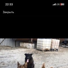 Подробнее об объявлении «Пропала собака и две немецкие овчарки Нефтеюганск» Фото: пропала собака  «Пропала собака и две немецкие овчарки Нефтеюганск» в г. Нефтеюганск