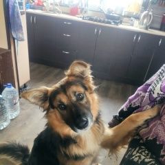 Подробнее об объявлении «Дмитров Пропала собака кобель» Фото: пропала собака  «Дмитров Пропала собака кобель» в г. Дмитров