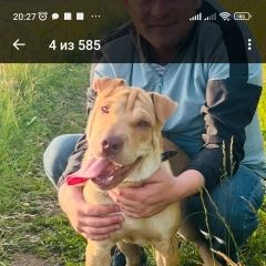 Подробнее об объявлении «Балахна Пропала собака кобель пес» Фото: пропала собака Шар-пей «Балахна Пропала собака кобель пес» в г. Балахна