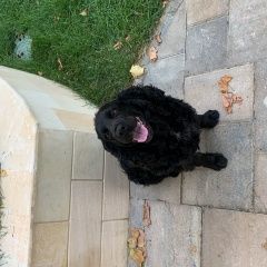 Подробнее об объявлении «Анапа Пропала собака кобель спаниель» Фото: пропала собака Английский кокер-спаниель «Анапа Пропала собака кобель спаниель» в г. Анапа