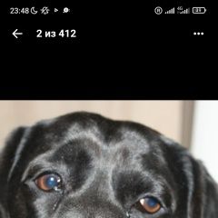 Подробнее об объявлении «Витебск Пропала собака кобель по кличке тим» Фото: пропала собака  «Витебск Пропала собака кобель по кличке тим» в г. Витебск