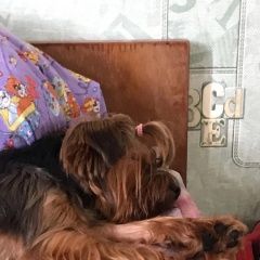 Подробнее об объявлении «Челябинск Пропала собака кобель йоркширский терьер» Фото: пропала собака  «Челябинск Пропала собака кобель йоркширский терьер» в г. Челябинск