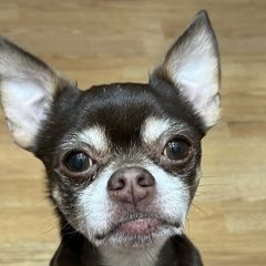 Подробнее об объявлении «Бронницы Пропала собака кобель заворово, косякино, соколово-хомьяново» Фото: пропала собака Чихуахуа «Бронницы Пропала собака кобель заворово,...» в г. Бронницы