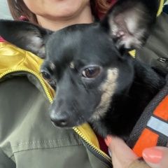 Подробнее об объявлении «Мурманск Пропала собака» Фото: пропала собака  «Мурманск Пропала собака» в г. Мурманск