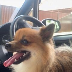 Подробнее об объявлении «Благовещенск (Амурская обл.) Пропала собака кобель любимец семьи» Фото: пропала собака Японский шпиц «Благовещенск (Амурская обл.) Пропала собака...» в г. Благовещенск (Амурская обл.)