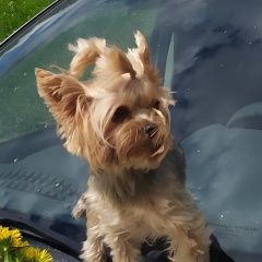 Подробнее об объявлении «Бугульма Пропала собака» Фото: пропала собака Йоркширский терьер «Бугульма Пропала собака» в г. Бугульма