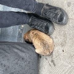 Подробнее об объявлении «Минеральные Воды Пропала собака» Фото: пропала собака  «Минеральные Воды Пропала собака» в г. Минеральные Воды