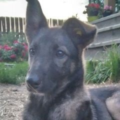 Подробнее об объявлении «Сысерть Пропала собака р-н п. трактовский -абрамовское» Фото: пропала собака  «Сысерть Пропала собака р-н п. трактовский...» в г. Сысерть