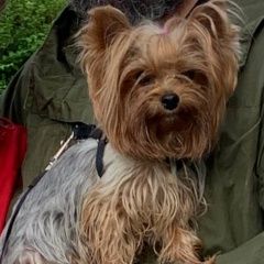 Подробнее об объявлении «Киржач Пропала собака йорк в районе г.» Фото: пропала собака Йоркширский терьер «Киржач Пропала собака йорк в районе г.» в г. Киржач