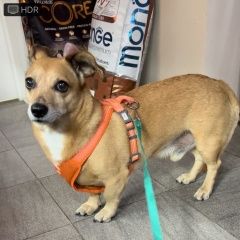 Подробнее об объявлении «Хабаровск Пропала собака кобель рыжий кобель вилли» Фото: пропала собака  «Хабаровск Пропала собака кобель рыжий кобель вилли» в г. Хабаровск