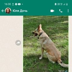 Подробнее об объявлении «Химки Пропала собака» Фото: пропала собака  «Химки Пропала собака» в г. Химки