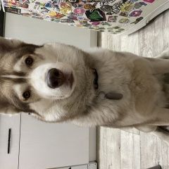 Подробнее об объявлении «Воронеж Пропала собака кобель» Фото: пропала собака  «Воронеж Пропала собака кобель» в г. Воронеж