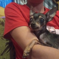 Подробнее об объявлении «Красноярск Пропала собака 13 лет вместе» Фото: пропала собака Той-терьер «Красноярск Пропала собака 13 лет вместе» в г. Красноярск