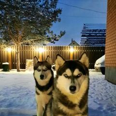 Подробнее об объявлении «Тюмень Пропала собака хаски» Фото: пропала собака  «Тюмень Пропала собака хаски» в г. Тюмень