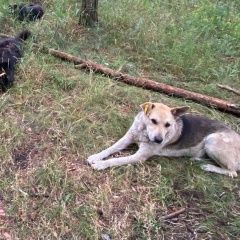 Подробнее об объявлении «Воронеж Пропала собака кобель собака с биркой в ухе» Фото: пропала собака  «Воронеж Пропала собака кобель собака с биркой в...» в г. Воронеж