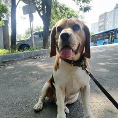 Подробнее об объявлении «Владивосток Пропала собака кобель выбежал из частного дома на мусоннойм» Фото: пропала собака Бигль «Владивосток Пропала собака кобель выбежал из...» в г. Владивосток