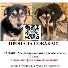 Подробнее об объявлении «Балашиха Пропала собака» Фото: пропала собака  «Балашиха Пропала собака» в г. Балашиха