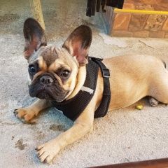 Подробнее об объявлении «Новороссийск Пропала собака» Фото: пропала собака Французский бульдог «Новороссийск Пропала собака» в г. Новороссийск