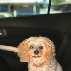 Подробнее об объявлении «Ижевск Пропала собака» Фото: пропала собака  «Ижевск Пропала собака» в г. Ижевск