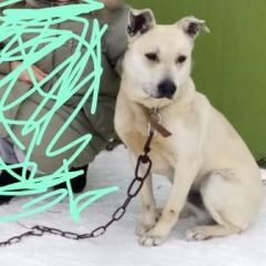 Подробнее об объявлении «Оренбург Пропала собака кобель ищу собаку» Фото: пропала собака  «Оренбург Пропала собака кобель ищу собаку» в г. Оренбург