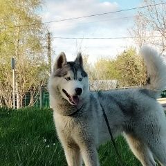 Подробнее об объявлении «Дедовск Пропала собака кобель хаски, кобель, кличка оскар» Фото: пропала собака Сибирская хаски «Дедовск Пропала собака кобель хаски, кобель,...» в г. Дедовск