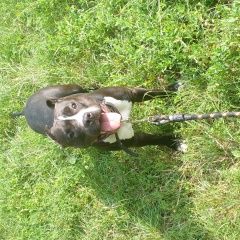 Подробнее об объявлении «Рязань Пропала собака» Фото: пропала собака Американский стаффордширский терьер «Рязань Пропала собака» в г. Рязань