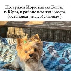 Подробнее об объявлении «Пропала собака. Юрга» Фото: пропала собака Йоркширский терьер «Пропала собака. Юрга» в г. Юрга