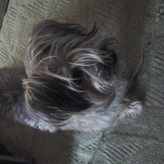 Подробнее об объявлении «Мытищи Пропала собака 20, 07, 23 в манюхино потерялась собака» Фото: пропала собака  «Мытищи Пропала собака 20, 07, 23 в манюхино...» в г. Мытищи