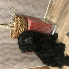 Подробнее об объявлении «Анапа Пропала собака кобель черный спаниель» Фото: пропала собака Английский кокер-спаниель «Анапа Пропала собака кобель черный спаниель» в г. Анапа