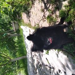 Подробнее об объявлении «Старый Оскол Пропала собака порода шпиц. девочка, чёрный окрас, 7 ле» Фото: пропала собака Померанский шпиц «Старый Оскол Пропала собака порода шпиц....» в г. Старый Оскол