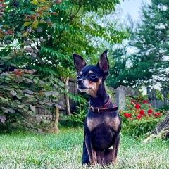 Подробнее об объявлении «Пропала собака в районе лососно. той те Гродно» Фото: пропала собака Той-терьер «Пропала собака в районе лососно. той те Гродно» в г. Гродно