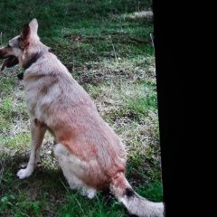 Подробнее об объявлении «Химки Пропала собака» Фото: пропала собака  «Химки Пропала собака» в г. Химки