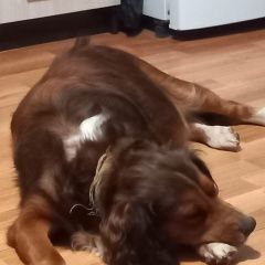 Подробнее об объявлении «Минеральные Воды Пропала собака помогите пожалуйста найти» Фото: пропала собака  «Минеральные Воды Пропала собака помогите...» в г. Минеральные Воды