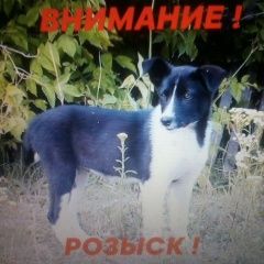 Подробнее об объявлении «Кизнер Пропала собака» Фото: пропала собака  «Кизнер Пропала собака» в г. Кизнер