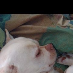 Подробнее об объявлении «Краснодар Пропала собака кобель» Фото: пропала собака Чихуахуа «Краснодар Пропала собака кобель» в г. Краснодар