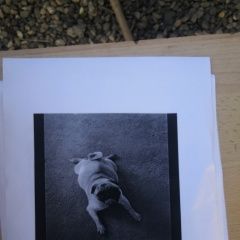 Подробнее об объявлении «Пропала собака девочка. район белого города ча. Ставрополь» Фото: пропала собака Мопс «Пропала собака девочка. район белого города ча....» в г. Ставрополь