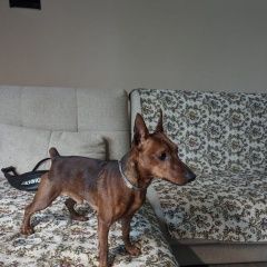 Подробнее об объявлении «Волжский (Волгоградская обл.) Пропала собака кобель пёс» Фото: пропала собака  «Волжский (Волгоградская обл.) Пропала собака...» в г. Волжский (Волгоградская обл.)