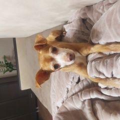 Подробнее об объявлении «Липецк Пропала собака кобель кличка лев» Фото: пропала собака Русский той-терьер «Липецк Пропала собака кобель кличка лев» в г. Липецк