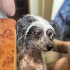 Подробнее об объявлении «Жиздра Пропала собака» Фото: пропала собака Китайская хохлатая собака «Жиздра Пропала собака» в г. Жиздра