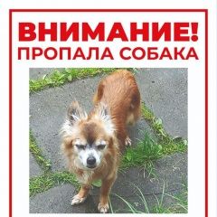 Подробнее об объявлении «Полушкино Пропала собака кобель рыжий кобель чихуахуа» Фото: пропала собака Чихуахуа «Полушкино Пропала собака кобель рыжий кобель...» в г. Полушкино