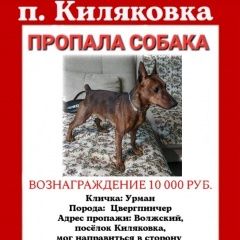 Подробнее об объявлении «Волжский (Волгоградская обл.) Пропала собака кобель» Фото: пропала собака  «Волжский (Волгоградская обл.) Пропала собака...» в г. Волжский (Волгоградская обл.)