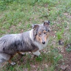 Подробнее об объявлении «Челябинск Пропала собака кобель. снт малиновка. убежал в лес» Фото: пропала собака Колли «Челябинск Пропала собака кобель. снт малиновка....» в г. Челябинск