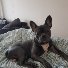 Подробнее об объявлении «Набережные Челны Пропала собака кобель французский бульдог» Фото: пропала собака Французский бульдог «Набережные Челны Пропала собака кобель...» в г. Набережные Челны