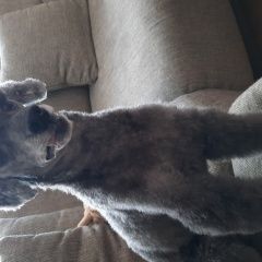 Подробнее об объявлении «Егорьевск Пропала собака кобель пуделек серо-черный» Фото: пропала собака Пудель «Егорьевск Пропала собака кобель пуделек...» в г. Егорьевск